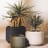 Hertex HAUS Aloe Succulent Faux Plant - Faux Plants in pot plants 