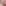Linen House Revana Red Check Tablecloth