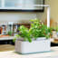 MicroGarden Hydroponic Smart Garden on the kitchen counter