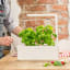 Click & Grow Smart Garden 3 Indoor Gardening Kit on the kitchen counter