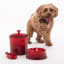 Lifestyle image of Le Creuset Stoneware Large Pet Bowl, 20cm