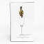 Jan Champagne Glasses in Gift Box, Set of 4 packaging shot 