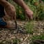 Barebones Dandelion Weeding Fork in use