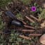 Barebones Dandelion Weeding Fork in use