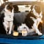 LocknLock Pet Wet and Dry Food 2-Way Combo Container - 310ml + 560ml with dogs at the back of the car