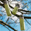 Stanley Quick Flip Double-Walled Water Bottle, 1.06L - Citron on a tree