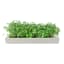 MicroGarden Microgreens Broccoli Seeded Grow Pads Refill, Pack of 5 grown plans