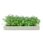 MicroGarden Microgreens Seeded Grow Pads Starter Kit detail of the grown plants