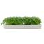 MicroGarden Microgreens Cabbage Seeded Grow Pads Refill, Pack of 5 detail of the grown plant