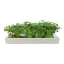 MicroGarden Microgreens Mustard Yellow Seeded Grow Pads Refill, Pack of 5 detail of the grown plants