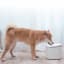 Xiaomi Smart Pet Fountain with a dog