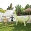 Sunnylife Giant Dino Sprinkler in the lawn