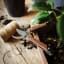 Gentlemens Hardware Garden Multi-Tool on a wooden table