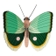 Studio ROOF Fern Striped Butterfly Wall Art