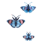 Studio ROOF Peacock Butterfly Wall Art