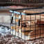 Trendz Of Today Metal Basket with Wooden Base - Large detail