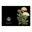 Hendrik Willem Black Collection Cards, Set of 10 detail