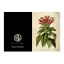 Hendrik Willem Natural Collection Cards, Set of 10 detail