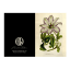 Hendrik Willem Natural Collection Cards, Set of 10 detail