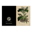 Hendrik Willem Natural Collection Cards, Set of 10 detail