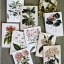 Hendrik Willem Natural Collection Cards, Set of 10