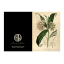 Hendrik Willem Natural Collection Cards, Set of 10 detail