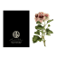 Hendrik Willem Natural Collection Cards, Set of 10 detail