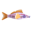 Studio ROOF Longnose Hawkfish Wall Art