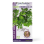 Linda's Seeds Italian Flat Leaf Parsley Seeds
