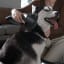 Xiaomi G20 Max Cordless Vacuum Cleaner brushing pet hair