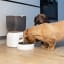 Bneta Automatic Pet Feeder with dogs