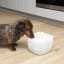 Bneta W7 Automated Pet Water Fountain, 2L with a dog