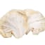 Wild Plum Growers Lions Mane Mushroom Grow Kit detail