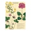 Cavallini & Co Herbarium Mini Notebook Set, Pack of 3 detail
