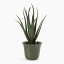 Thread Office Green Scallop Edge Ceramic Planter