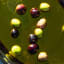 Buffelsdrift Farm Mission Black Table Olives, 500g