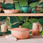 Le Creuset Peche Signature 2.4 Litre Round Cast Iron Casserole, 20cm on the table
