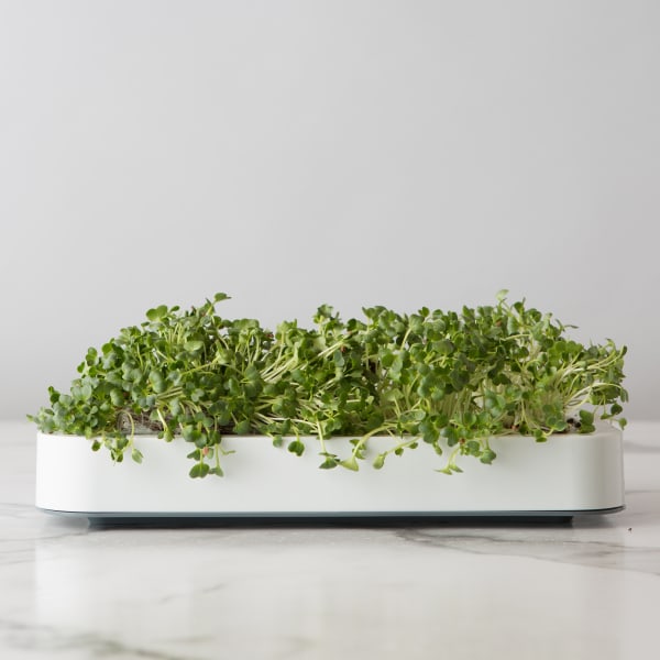 Chef'n Microgreen Grower Kit