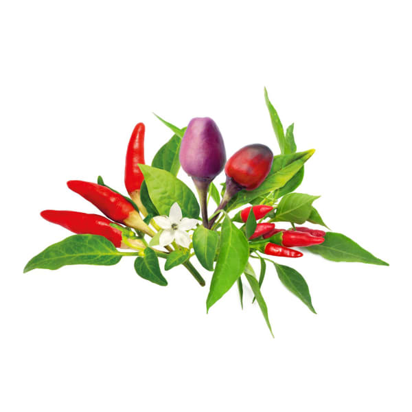 Click & Grow Chilli Pepper Mix Soil & Seed Pods, Pack of 9