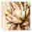 Image of Hertex HAUS Rustic Beauty Wall Art, 100cm x 100cm