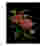 Image of Hendrik Willem Red Magnolia Botanical A5 Gift Bags, Set of 3