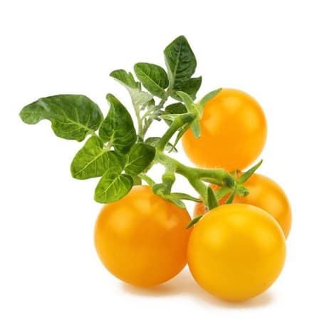 Image of Click & Grow Yellow Mini Tomato Seed Pod Refill for Smart Garden, Pack of 3