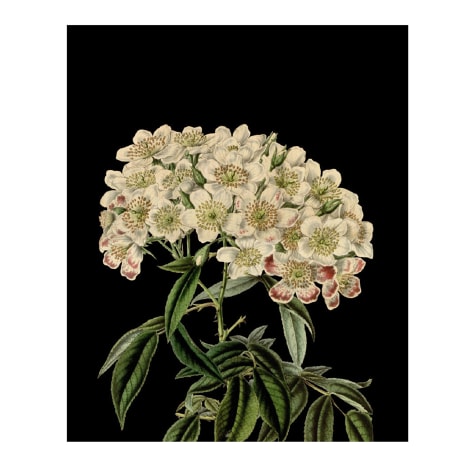 Image of Hendrik Willem Cream Hydrangea Botanical A5 Gift Bags, Set of 3