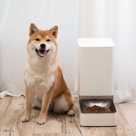 Pettec smart pet feeder new arrivals