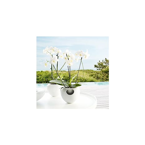 Image of Flower & Herb Pots