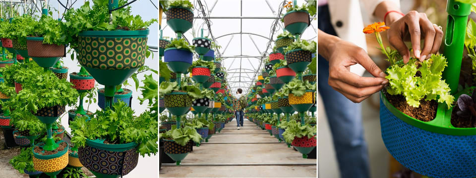 Banner image of Hydroponic magic at your fingertips 🌱