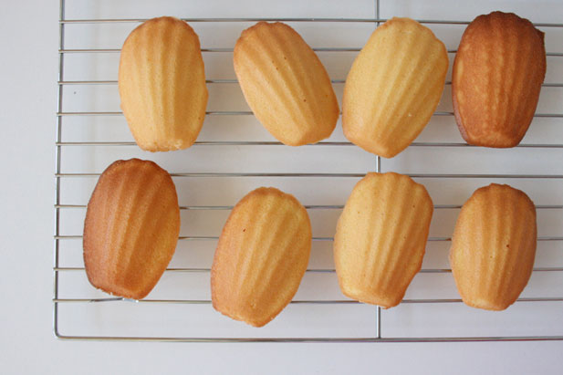 Madeleines on a cooling rack