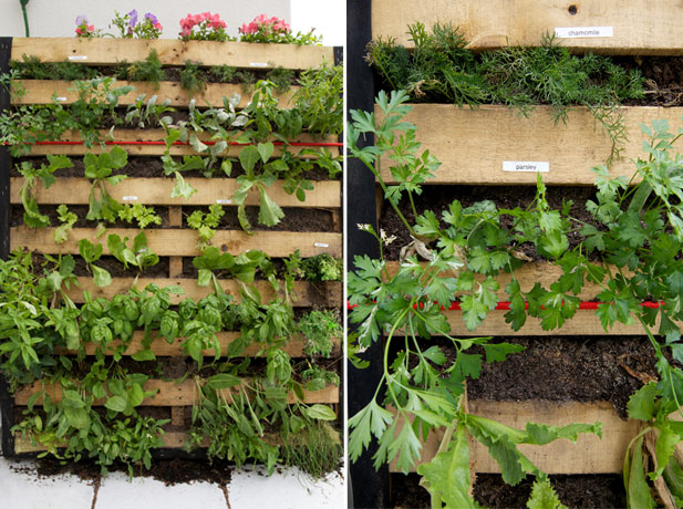 vertical pallet garden