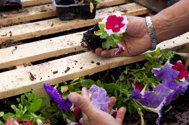 flowers for the top row