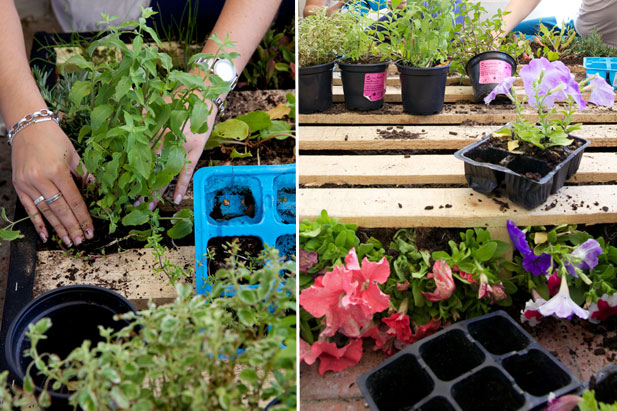 Herbs and flowers for pallet garden